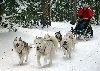 Dog sledding in Whitehorse