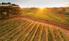 Margaret River vineyard