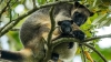 Lumholtz Tree Kangaroo