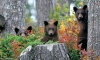 Whistler bears