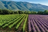 Valley of the Cotes du Rhone