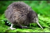 Kiwi bird