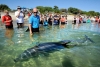 Bottlenose dolphins in Bunbury