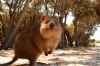 Quokkas on Rottnest Island