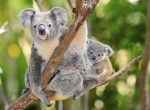 Optional visit to Australia Zoo