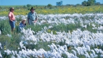 Carnamah flowers