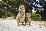 Meet the friendly locals on Rottnest Island!