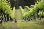 The Hunter Valley region is famed for it's delicious food and wine