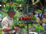 Feed thousands of colourful lorikeets at Currumbin Wildlife Sanctuary 