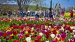 Stroll the gorgeous Corbett Gardens in Bowral