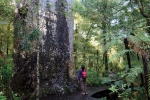 Tane Mahuta forest