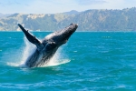 A whole world of marine life awaits in Kaikoura