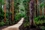 Karri Forest Pemberton