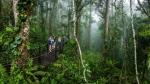 Explore the beautiful Daintree National Park