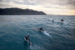 Swim with dolphins in Kaikoura