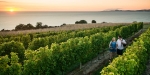 Explore Marlborough's Wineries