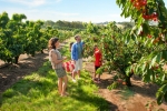 Cherry pick at Allambie Orchard and Cafe