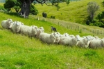 We're on a traditional NZ sheep farm