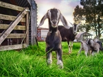 Cute farm animals are waiting for you to visit