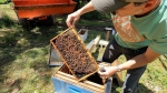 Bee farm in My Tho